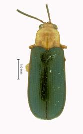   Euxema  habitus. 